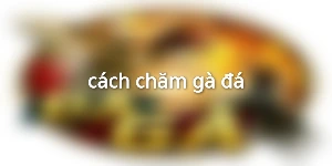 cách chăm gà đá